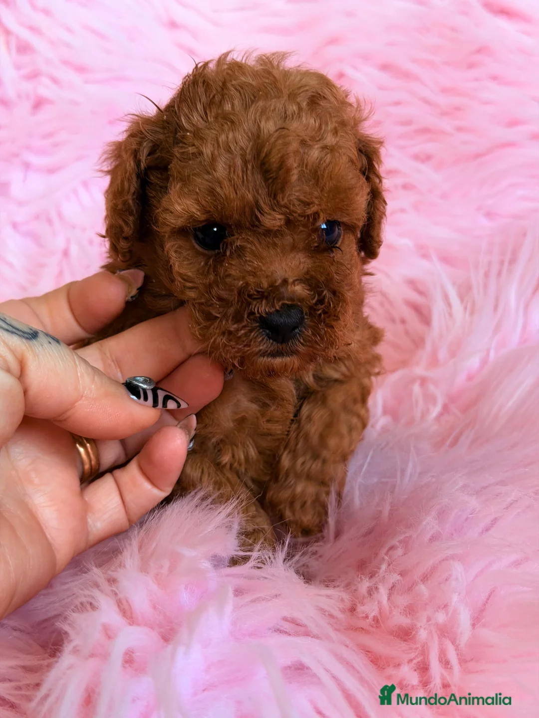 Caniche Toy perros en venta: Caniche Toy rojo pimentón  - Anuncio 3