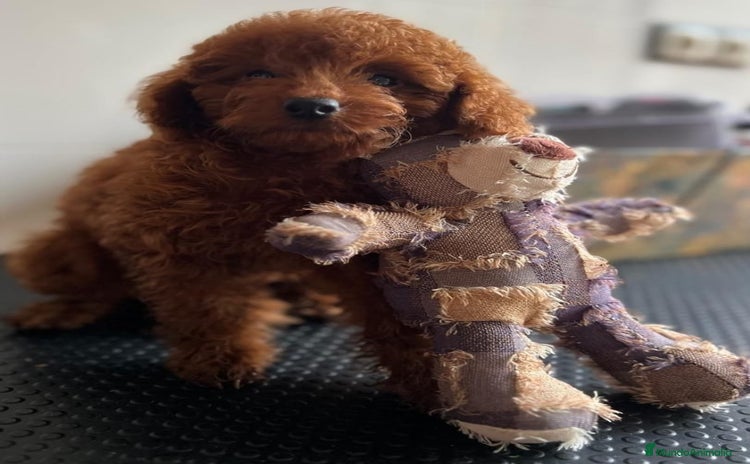 Caniche Toy perros - Anuncio 1