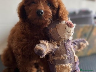 Caniche Toy perros - Anuncio 7