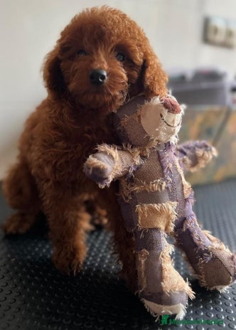 Caniche Toy perros - Anuncio 12