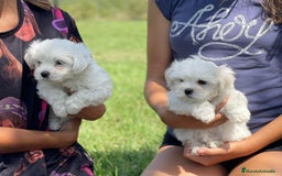 Bichón Maltés perros en venta: Cachorros de bichón maltes  - Imagen 1