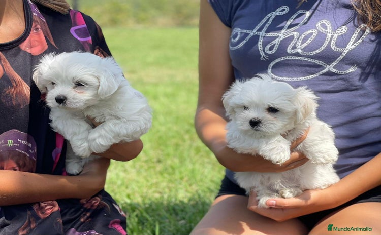 Bichón Maltés perros - Anuncio 1