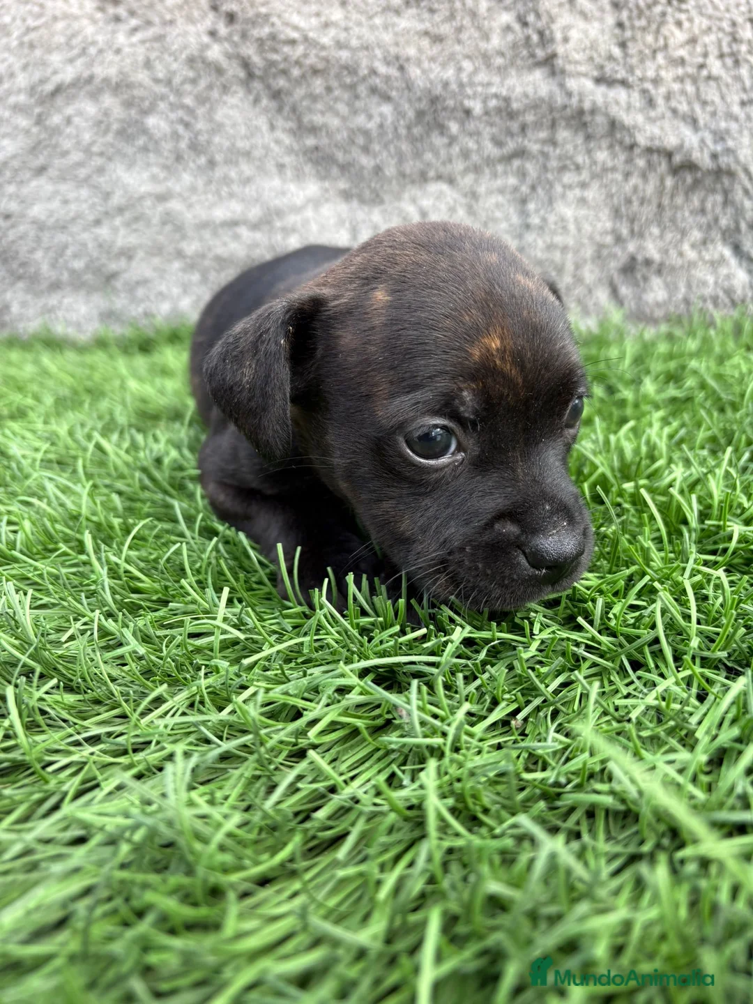 Staffordshire Bull Terrier perros en venta: Cachorros Staffordshire Bull Terrier  - Anuncio 7