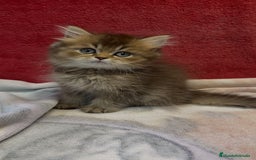Británico de Pelo Largo gatos en venta: Monísimo British Golden de ojos verdes - Imagen 9