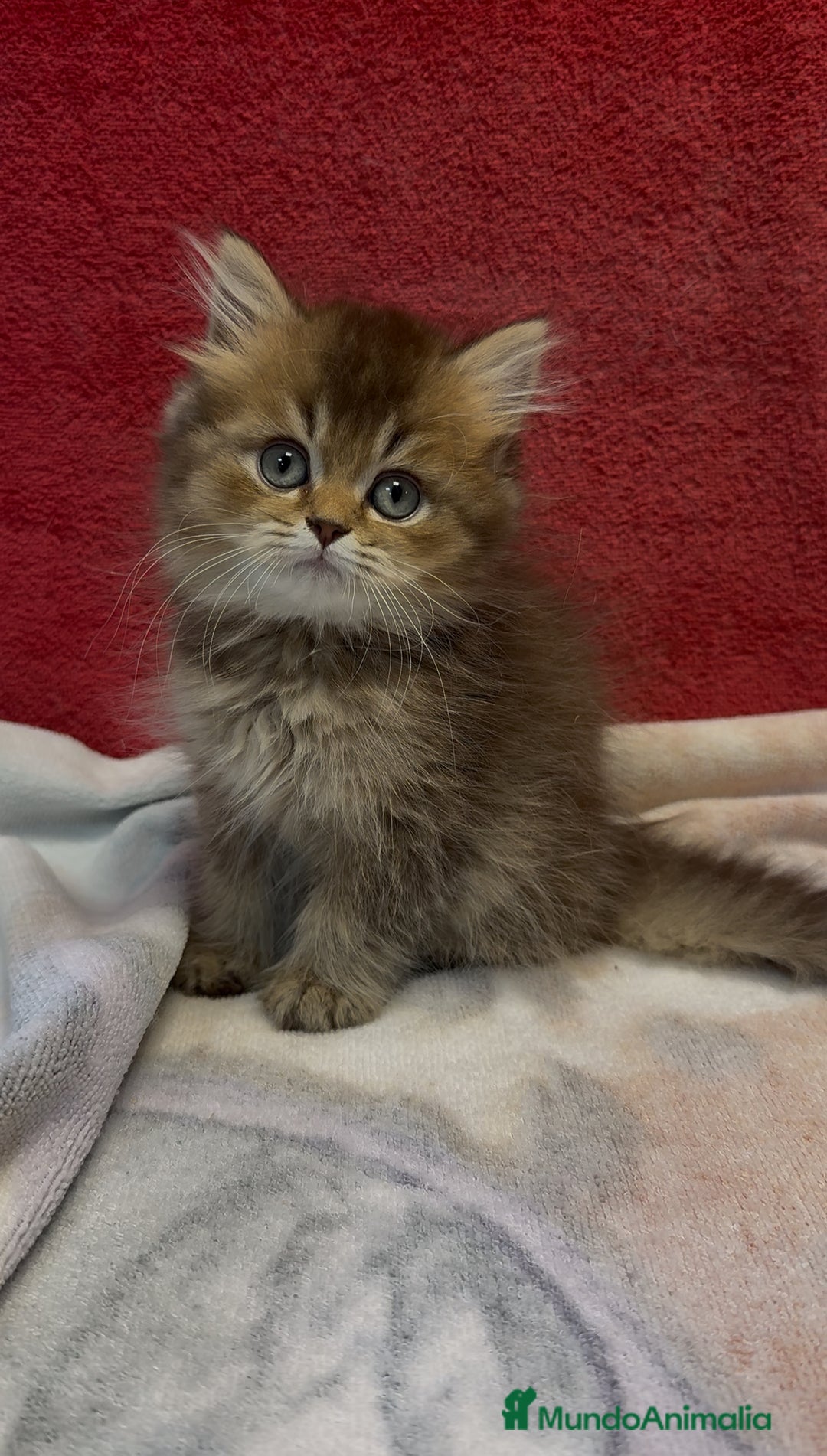 Británico de Pelo Largo gatos en venta: Monísimo British Golden de ojos verdes - Imagen 9
