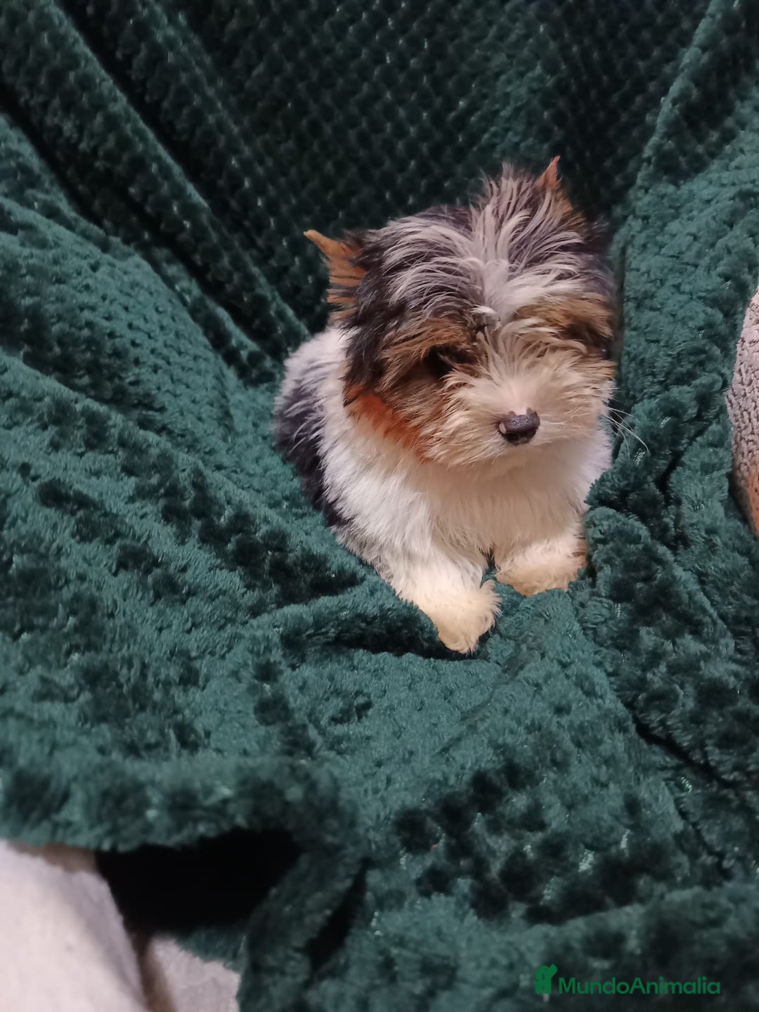 Biewer Yorkshire Terrier a la Pom Pon perros en venta: YORKSHIRE BIEWER  - Anuncio 1