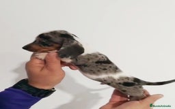 Teckel perros en venta: Macho teckel kaninchen arlequín  - Anuncio 1