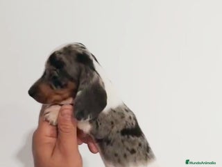 Teckel perros Macho teckel kaninchen arlequín - Anuncio 2