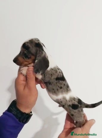 Teckel perros Macho teckel kaninchen arlequín - Anuncio 1