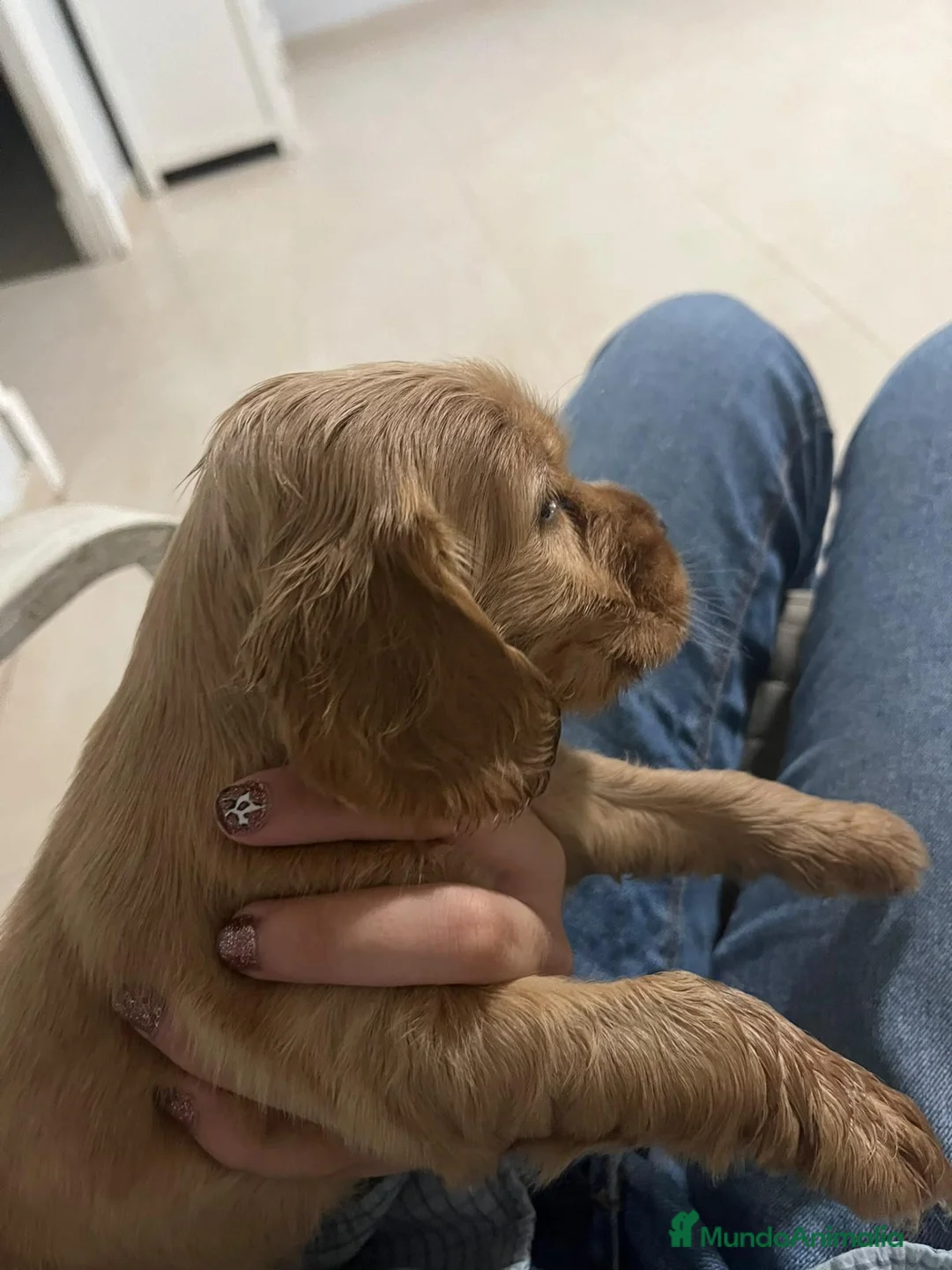 Cocker Spaniel Inglés perros en venta: Cocker  en Cádiz - Anuncio 6