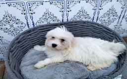 Bichón Maltés perros en venta: Bichón maltés 3 machitos  - Imagen 10