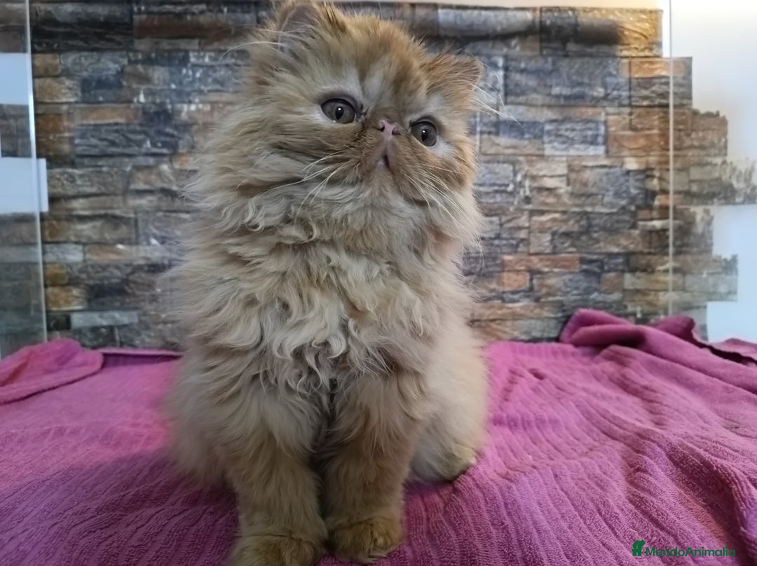 Persa gatos en venta: Gatita Persa Roja - Anuncio 3