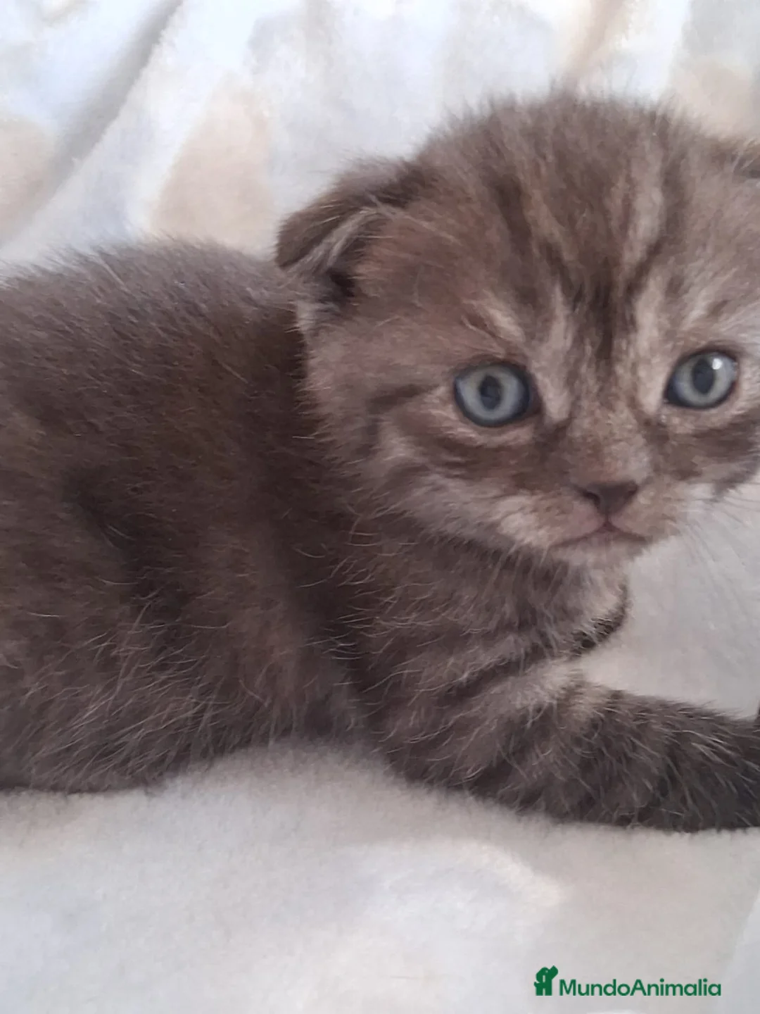 Scottish Fold gatos en venta: Preciosos Scotthis chocolate y tabby chocolate en Madrid - Anuncio 6