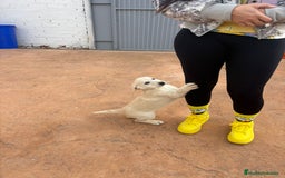 Labrador Retriever perros en venta: Labrador retriever último macho  - Anuncio 5