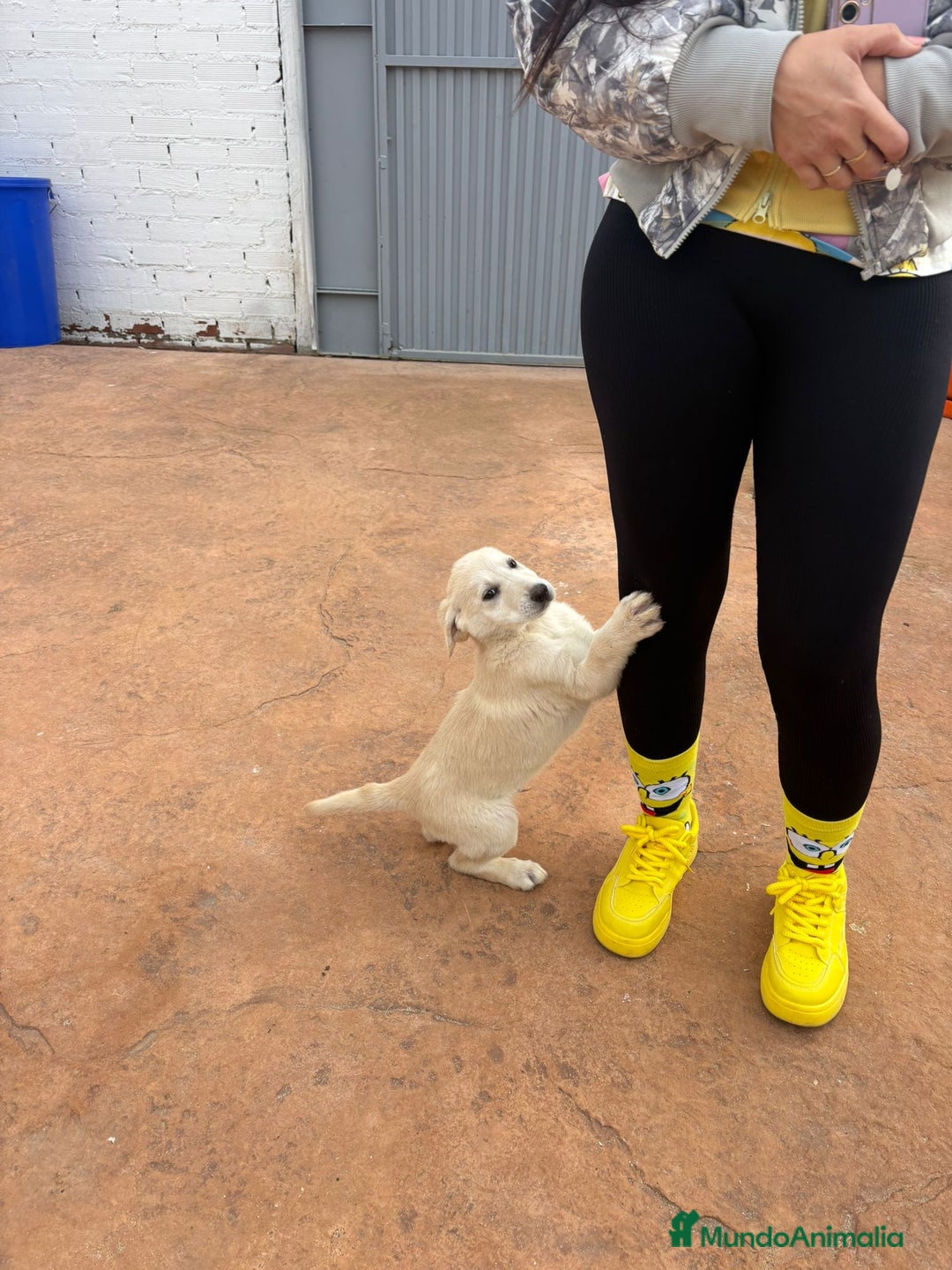 Labrador Retriever perros en venta: Labrador retriever último macho  - Anuncio 5