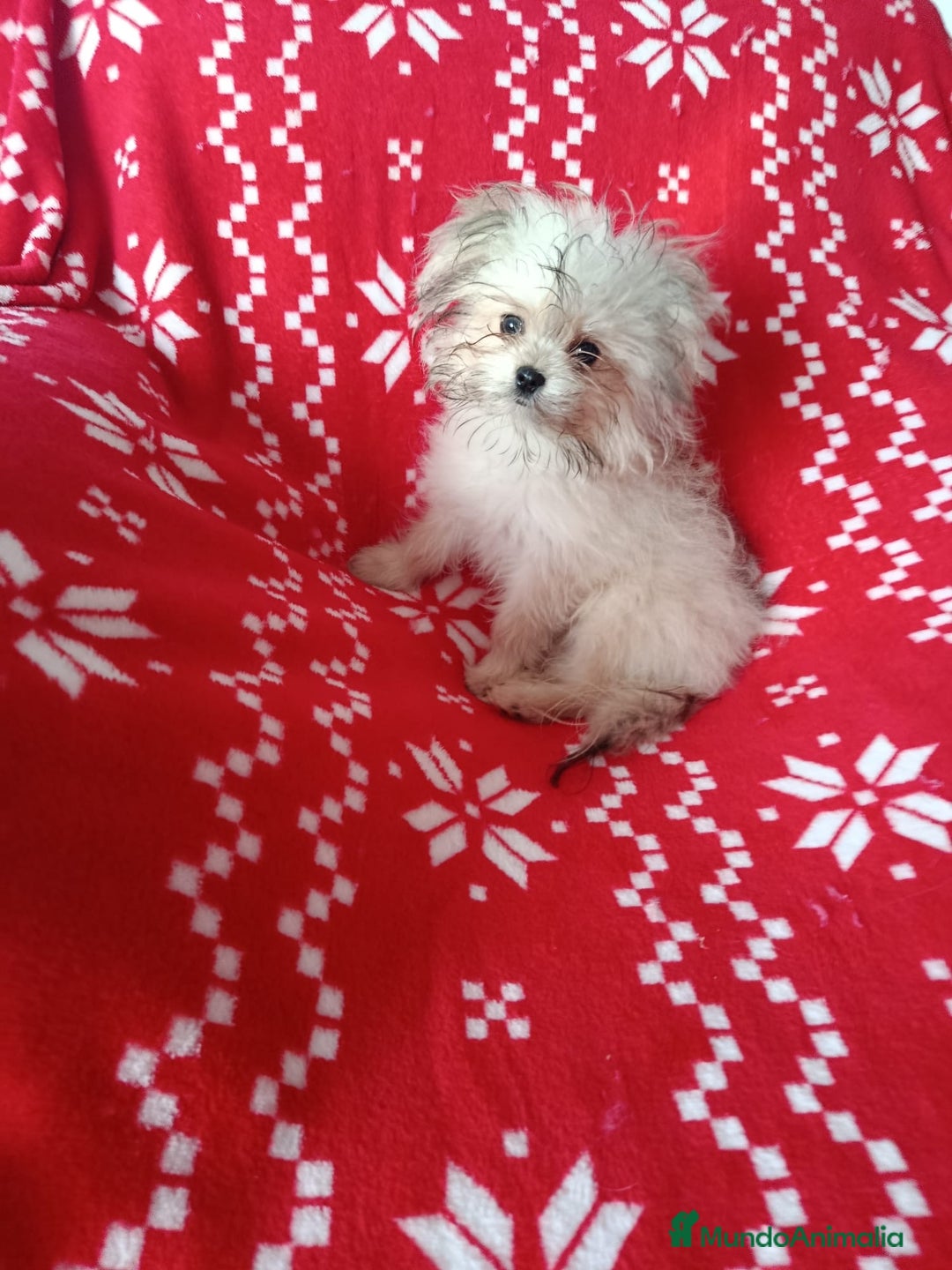 Maltipom perros en venta: Maltipom en Valencia y Murcia  - Anuncio 2