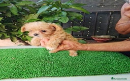 Maltipoo perros en venta: Maltipoo - Imagen 4
