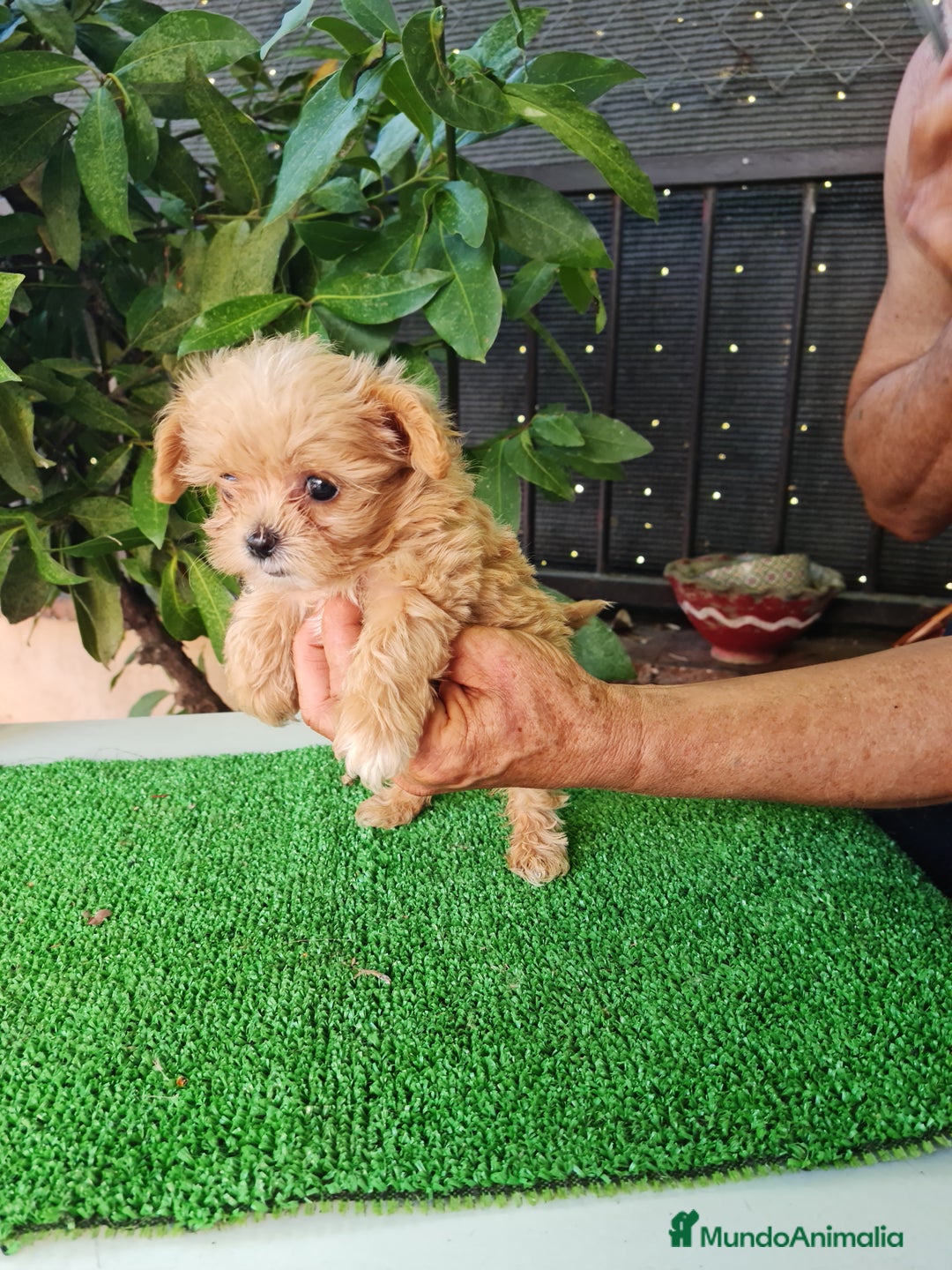 Maltipoo perros en venta: Maltipoo - Imagen 4