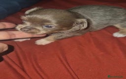 Chihuahua perros en venta: Chihuahua toy lilac pelo largo - Imagen 6