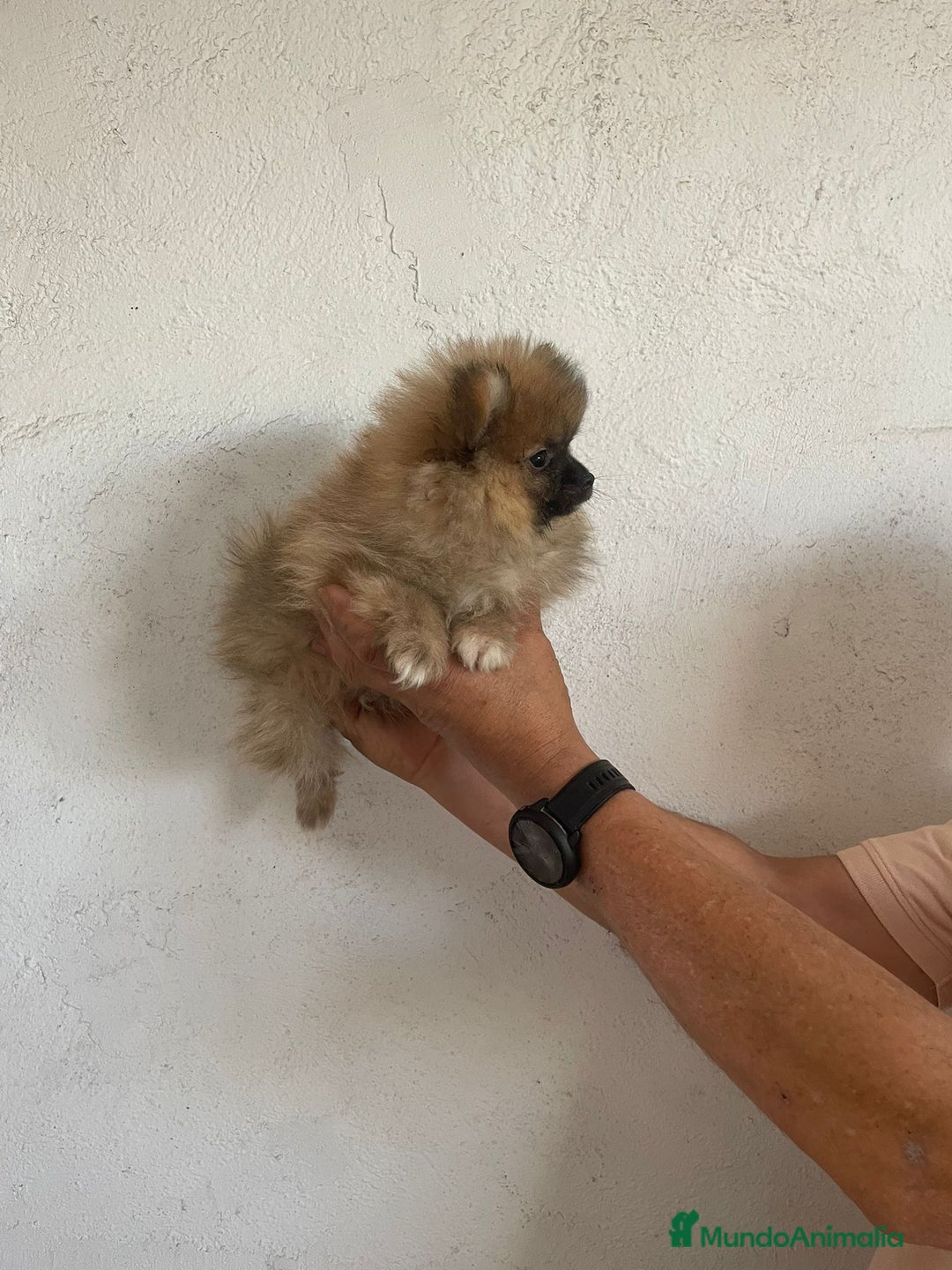 Pomerania perros en venta: CACHORROS DE POMERANIA  - Imagen 7