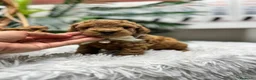 Caniche Toy perros en venta: CANICHE TOY - Anuncio 7