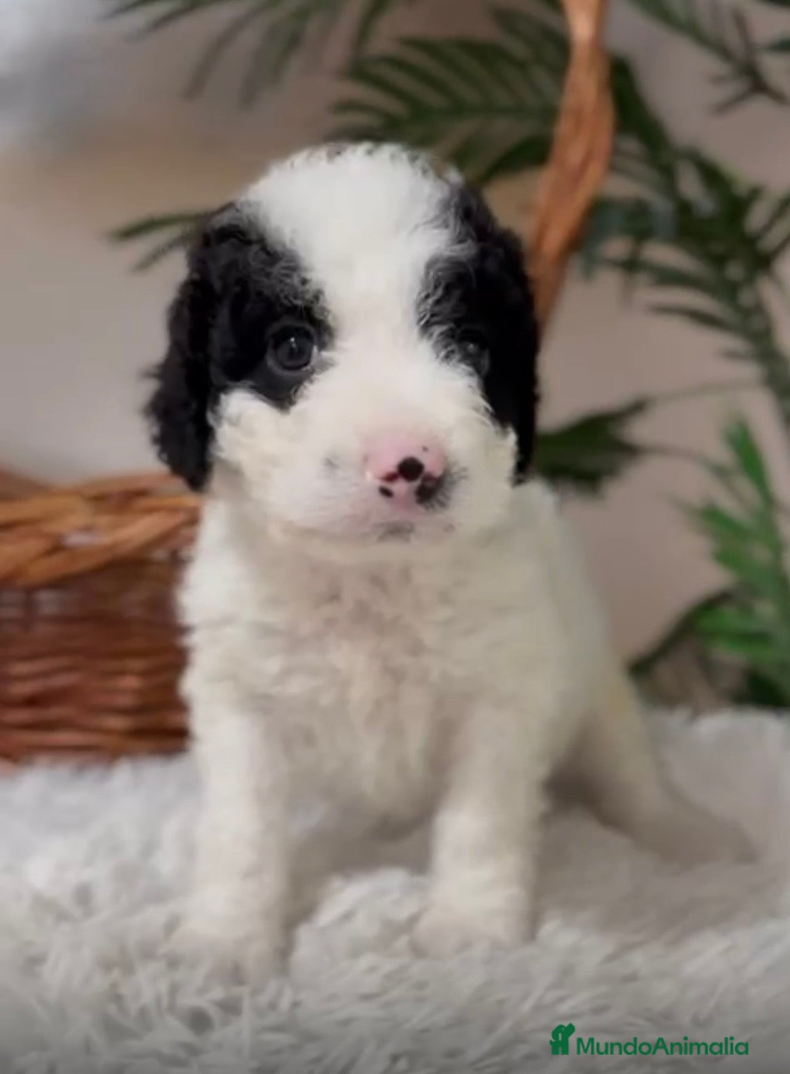 Perro de Agua Español perros PERRO DE AGUA HEMBRA - Anuncio 2