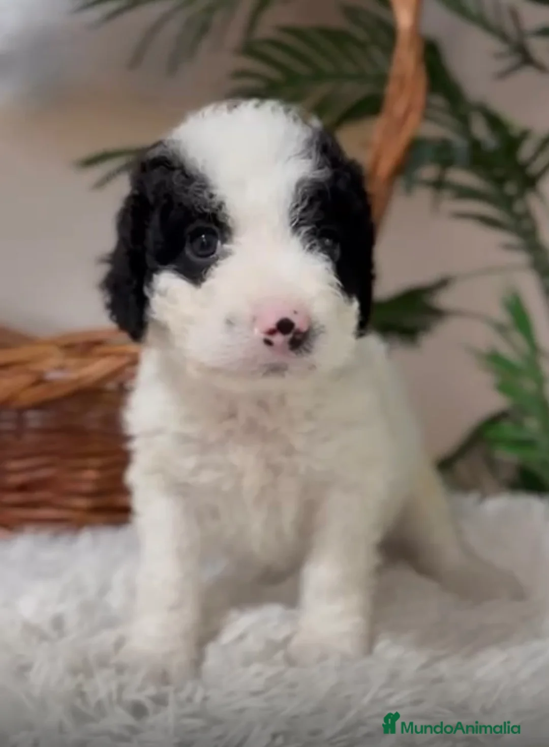 Perro de Agua Español perros en venta: PERRO DE AGUA HEMBRA - Anuncio 2