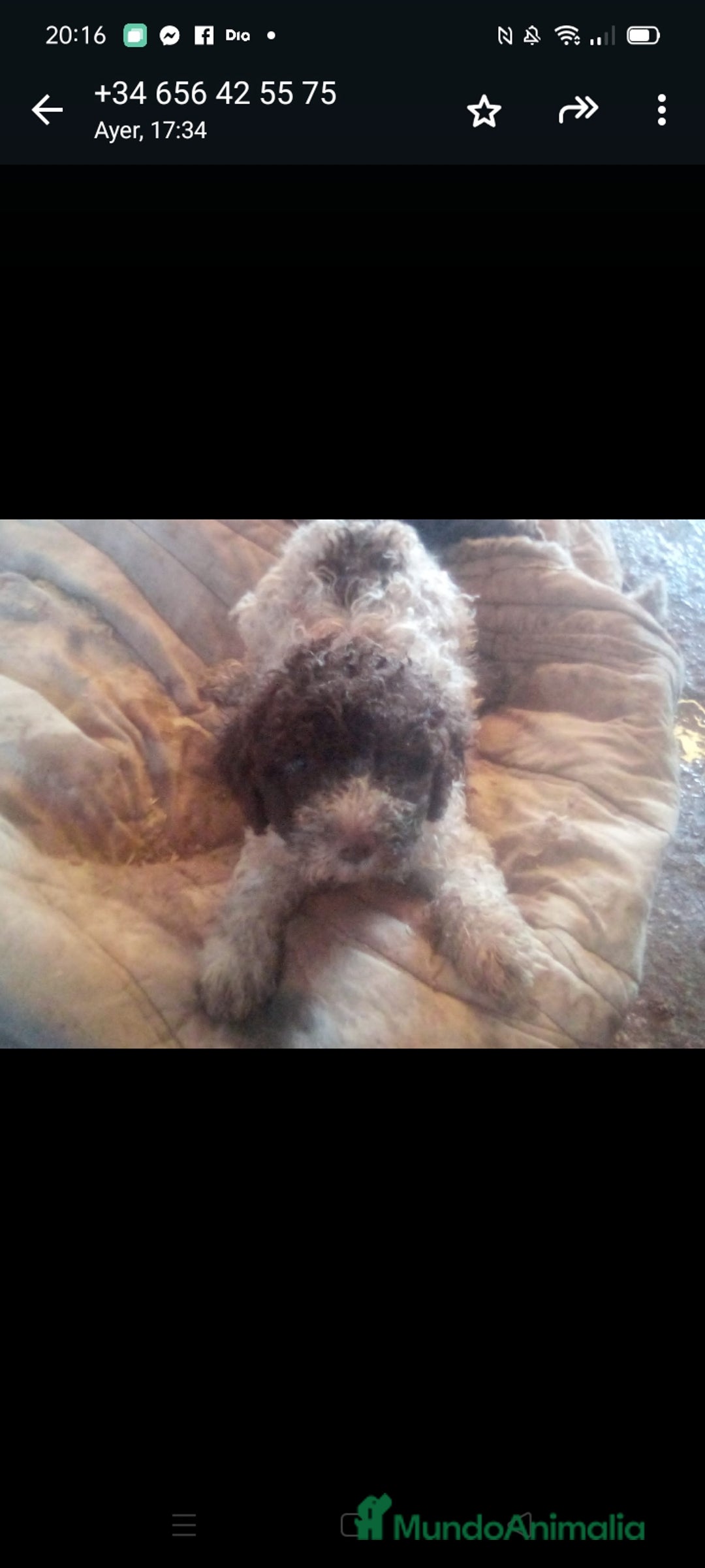 Perro de Agua Español perros en venta: Cachorro PDAE - Imagen 5