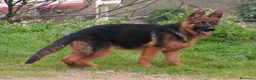 Pastor Alemán perros en venta: CACHORROS PASTOR ALEMÁN  - Anuncio 2