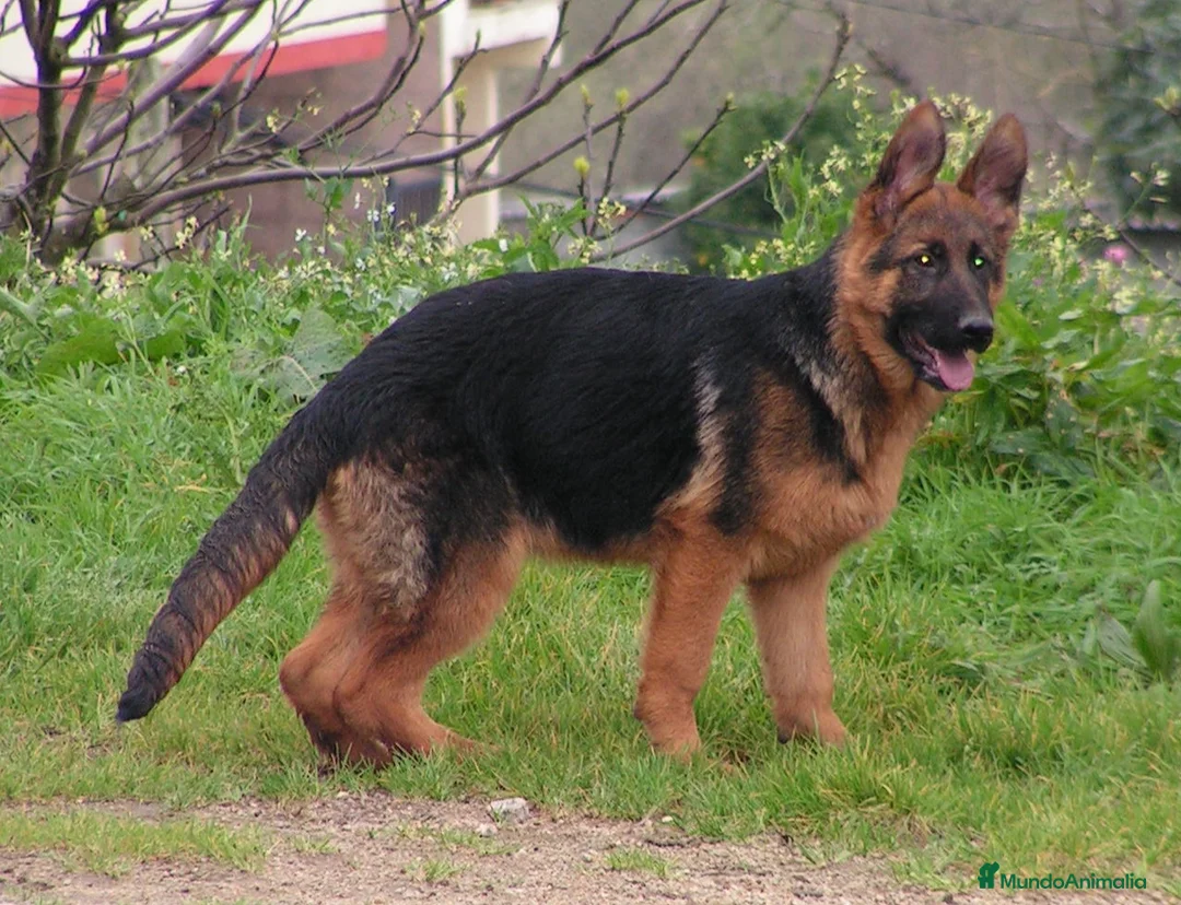 Pastor Alemán perros en venta: CACHORROS PASTOR ALEMÁN  - Anuncio 2