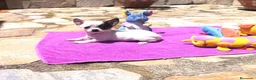 Chihuahua perros en venta: Chihuahuas - Anuncio 8