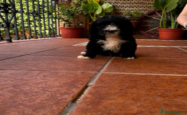 Perro de Agua Español perros - Anuncio 1