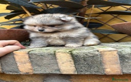 Pomerania perros en venta: Pomerania linea rusa Merles Toy y super chatos  - Imagen 6