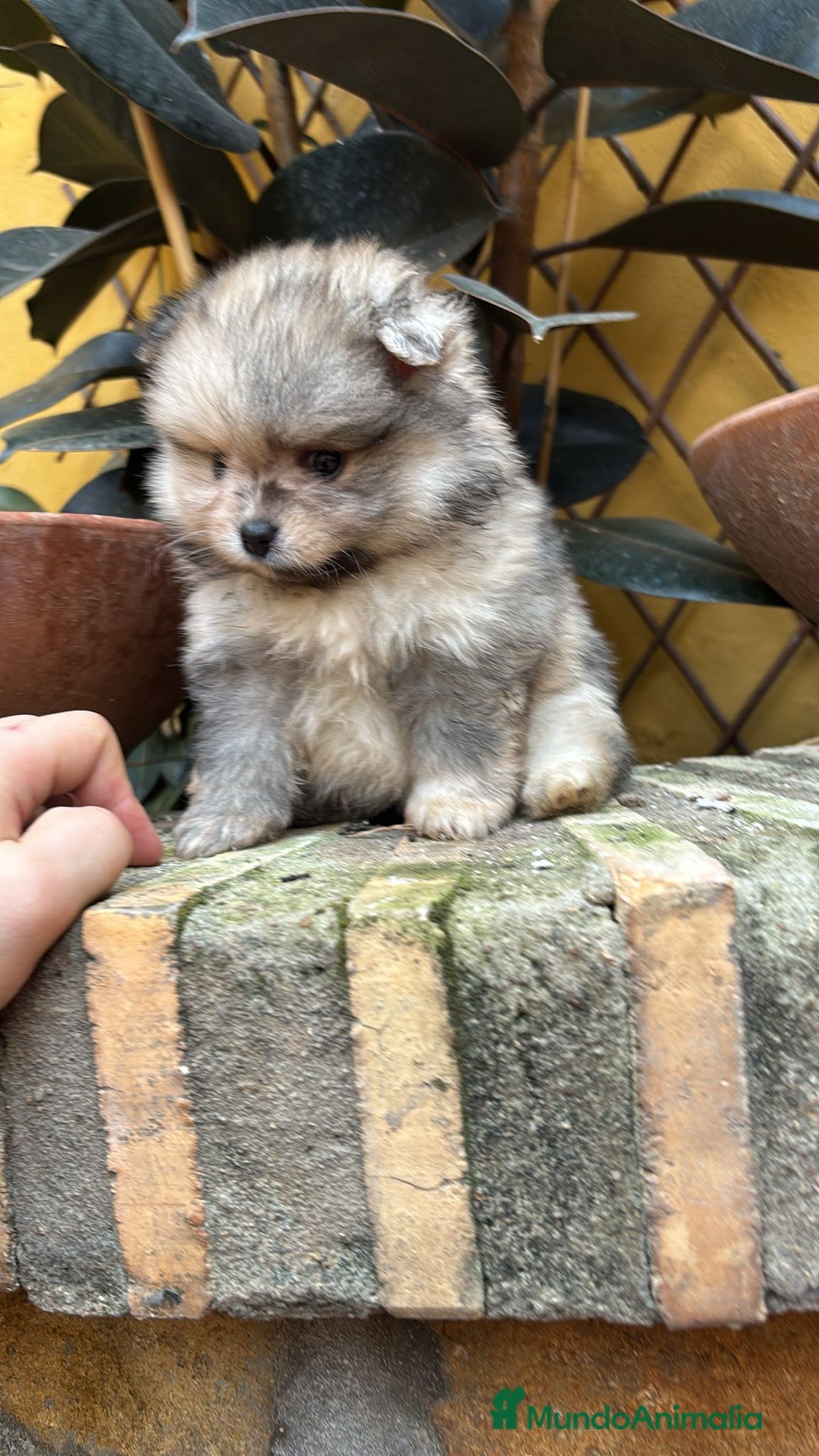 Pomerania perros en venta: Pomerania linea rusa Merles Toy y super chatos  - Imagen 6