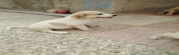 Mastín Español perros en venta: CACHORROS DE MASTÍN ESPAÑOL  - Anuncio 1