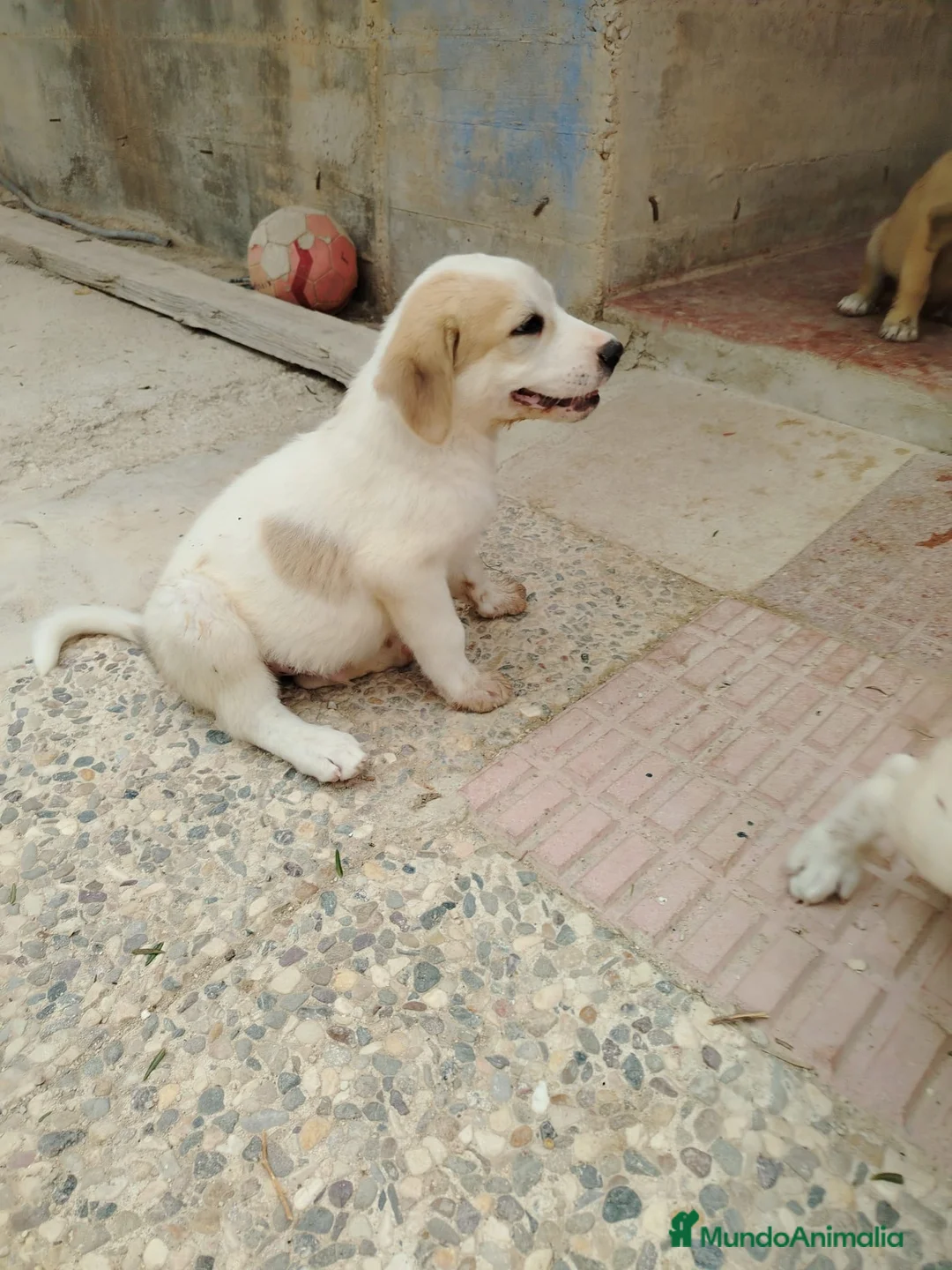 Mastín Español perros en venta: CACHORROS DE MASTÍN ESPAÑOL  - Anuncio 1