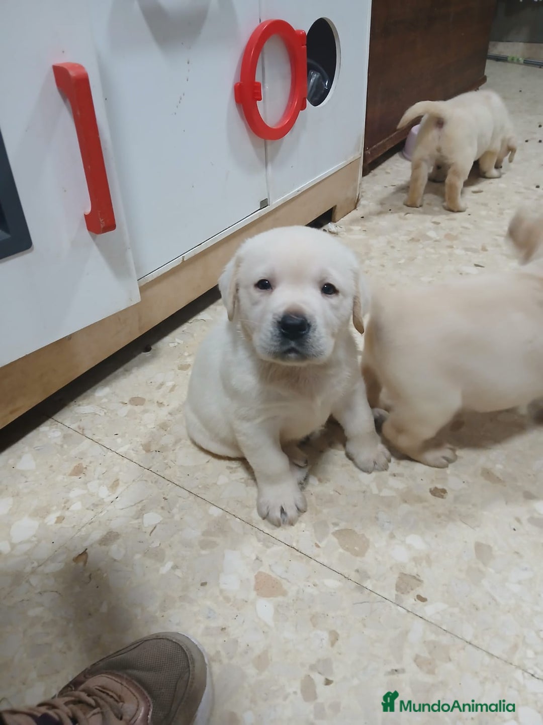 Labrador Retriever perros en venta: Labrador Retriever línea inglesa  - Anuncio 1