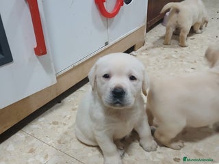 Labrador Retriever perros Labrador Retriever línea inglesa - Anuncio 5