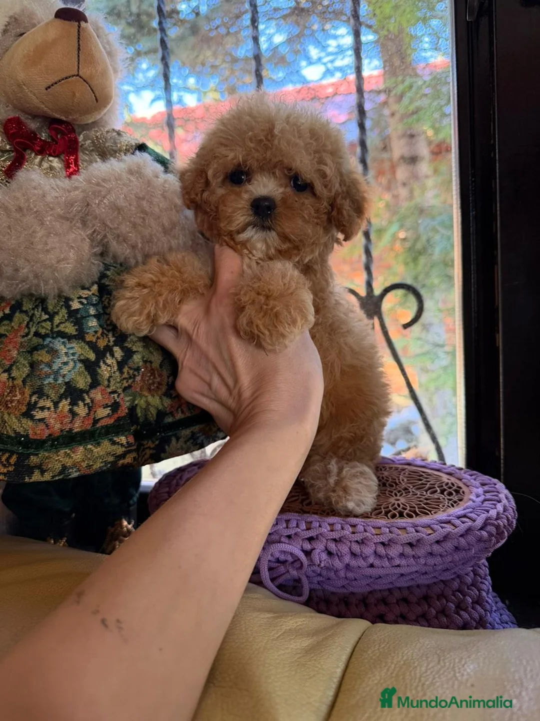 Caniche Toy perros en venta: Hembrita tasita de te asiática 100  - Anuncio 1