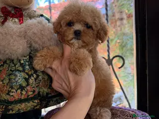 Caniche Toy perros Hembrita tasita de te asiática 100 - Anuncio 1