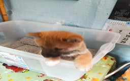 Shiba Inu perros en venta: Shiba inu - Imagen 6