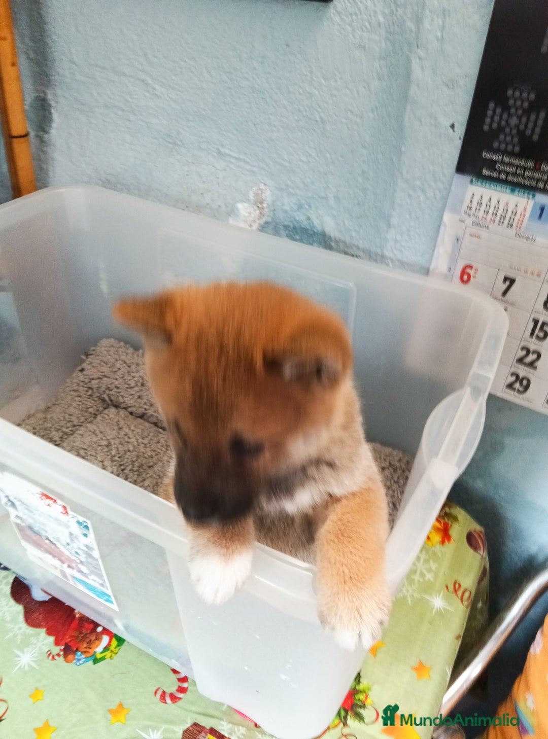 Shiba Inu perros en venta: Shiba inu - Imagen 6