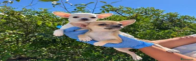 REX