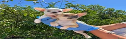 Chihuahua perros en venta: CHIHUAHUA MINI - 🐶 DOS CACHORROS - Anuncio 3