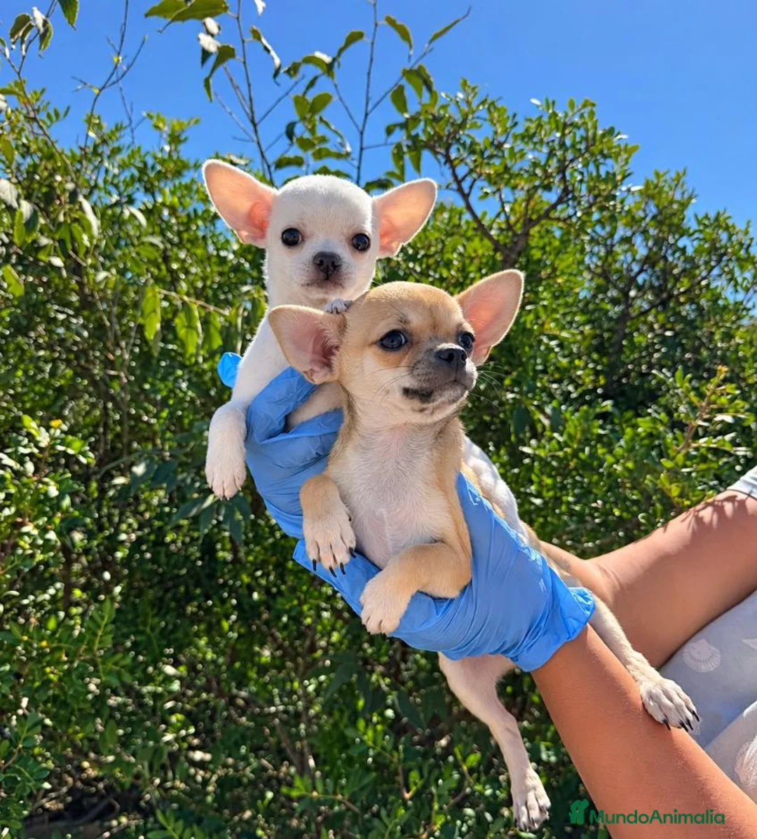 Chihuahua perros en venta: CHIHUAHUA MINI - 🐶 DOS CACHORROS - Anuncio 3