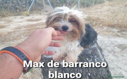 Biewer Yorkshire Terrier a la Pom Pon perros en venta: Biewer y golden con pedigree - Imagen 15