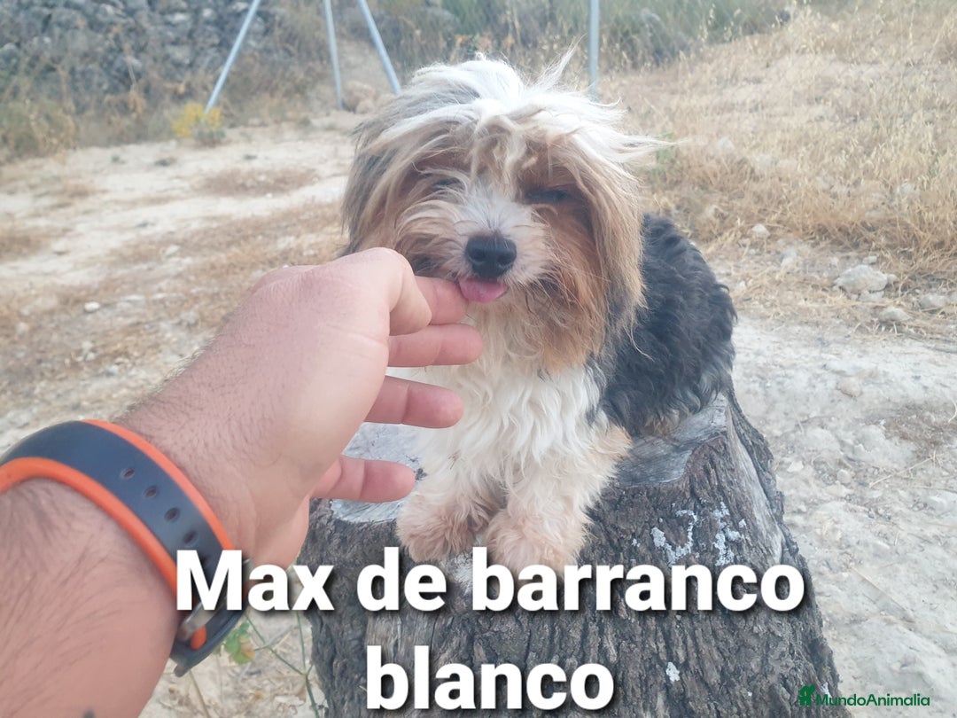 Biewer Yorkshire Terrier a la Pom Pon perros en venta: Biewer y golden con pedigree - Imagen 15