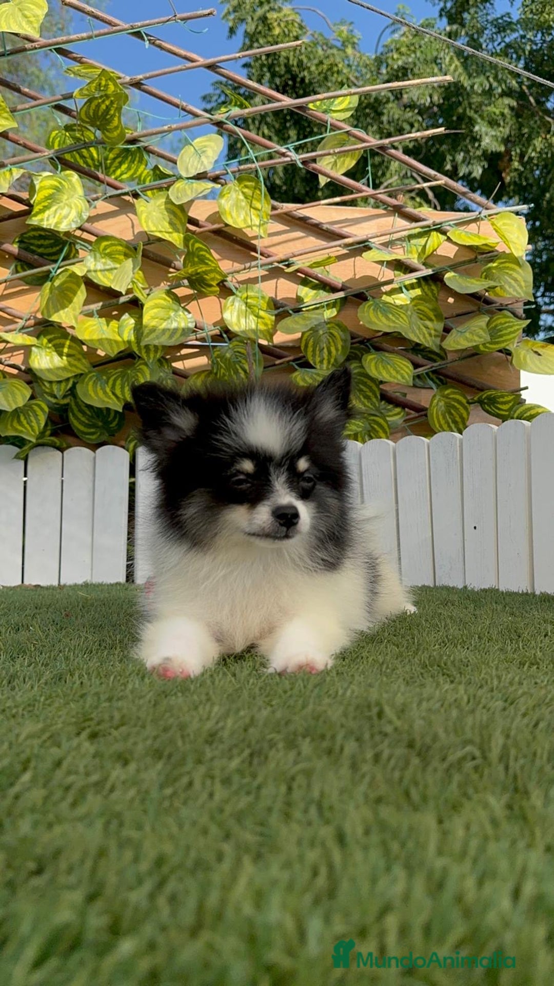 Pomerania perros en venta: POMERANIA MACHO ENVIOS A TODA ESPAÑA - Imagen 17