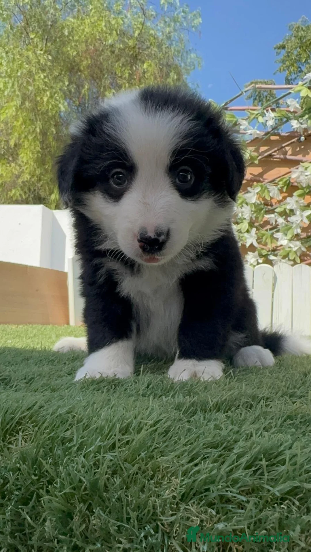 Border Collie perros en venta: BORDER COLLIE HEMBRA – BLANCA Y NEGRA 🤍🐶 - Anuncio 10