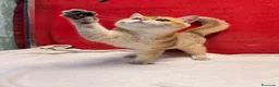 Británico de Pelo Corto gatos en venta: Precioso British Golden dorado - Anuncio 13